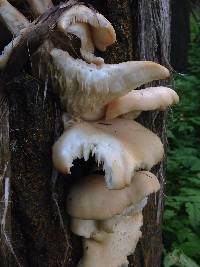 Pleurotus ostreatus image