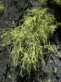 Letharia vulpina image