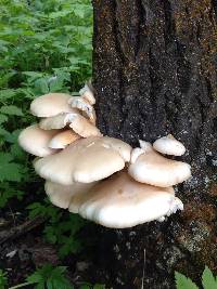 Pleurotus ostreatus image