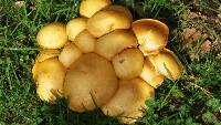 Gymnopilus junonius image