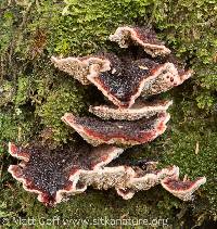 Hydnellum peckii image