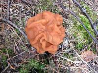 Image of Gyromitra gigas
