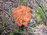 Gyromitra gigas image