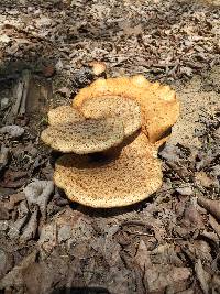 Polyporus squamosus image