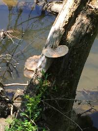 Polyporus squamosus image