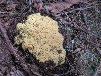 Ramaria rasilispora image