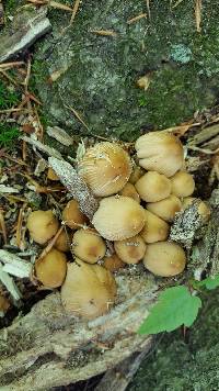 Coprinellus micaceus image