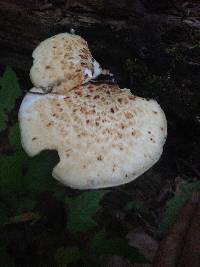 Polyporus squamosus image