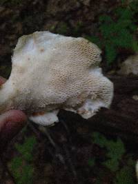 Polyporus squamosus image