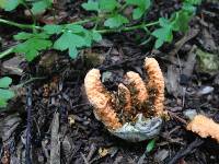 Clathrus ruber image