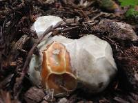 Clathrus ruber image