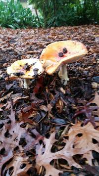 Amanita muscaria image