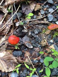 Hygrocybe conica image