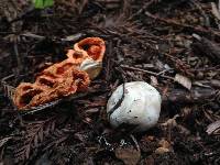 Clathrus ruber image