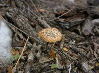 Polyporus arcularius image