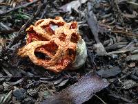 Clathrus ruber image