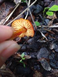 Hygrocybe conica image