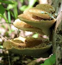 Polyporus squamosus image