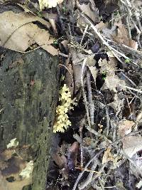 Artomyces pyxidatus image