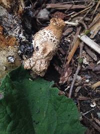 Polyporus squamosus image