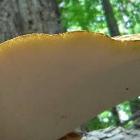 Polyporus squamosus image