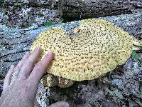 Polyporus squamosus image