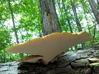 Polyporus squamosus image