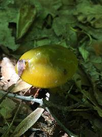 Hygrocybe psittacina var. psittacina image