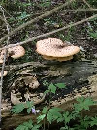 Polyporus squamosus image