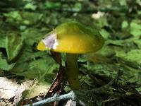 Hygrocybe psittacina var. psittacina image