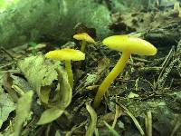 Hygrocybe chlorophana image