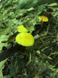 Hygrocybe chlorophana image