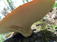 Polyporus squamosus image