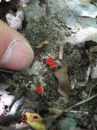 Sarcoscypha coccinea image