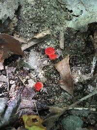 Sarcoscypha coccinea image