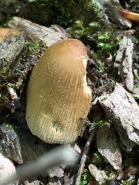 Coprinellus micaceus image