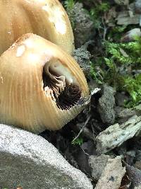 Coprinellus micaceus image