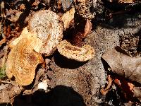 Ganoderma curtisii image