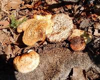 Ganoderma curtisii image