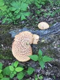 Polyporus squamosus image