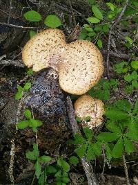 Polyporus squamosus image