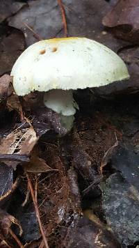 Agaricus xanthodermus image