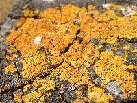 Xanthoria parietina var. parietina image