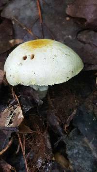 Agaricus xanthodermus image