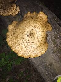 Polyporus squamosus image