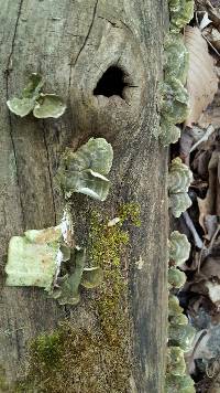 Trametes versicolor image
