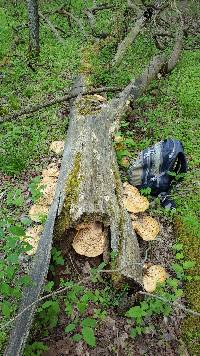 Polyporus squamosus image