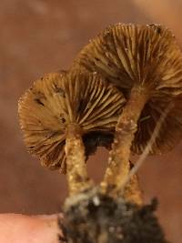 Pholiota subflammans image