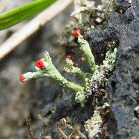 Cladonia cristatella image