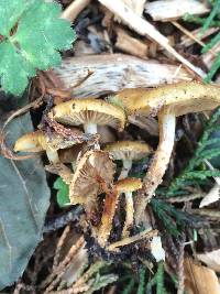 Pholiota subflammans image